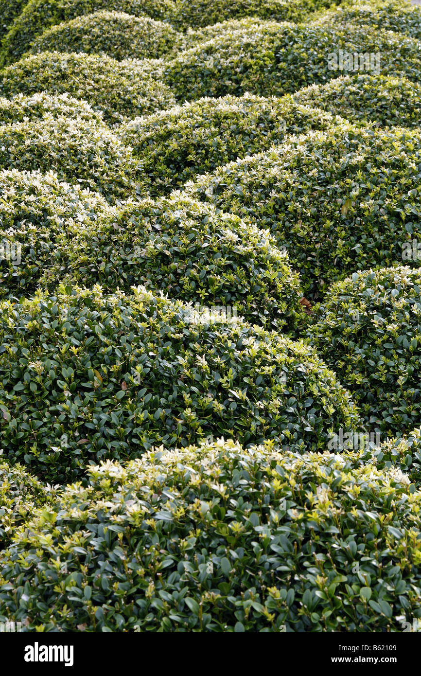 Topiary box hi-res stock photography and images - Alamy