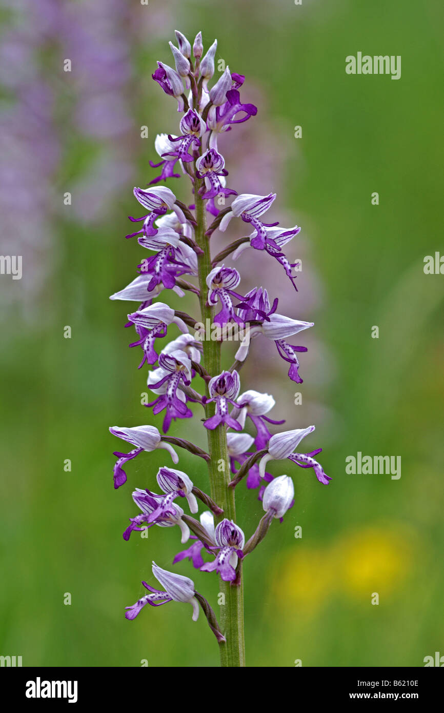 Military Orchid (Orchis militaris) Stock Photo