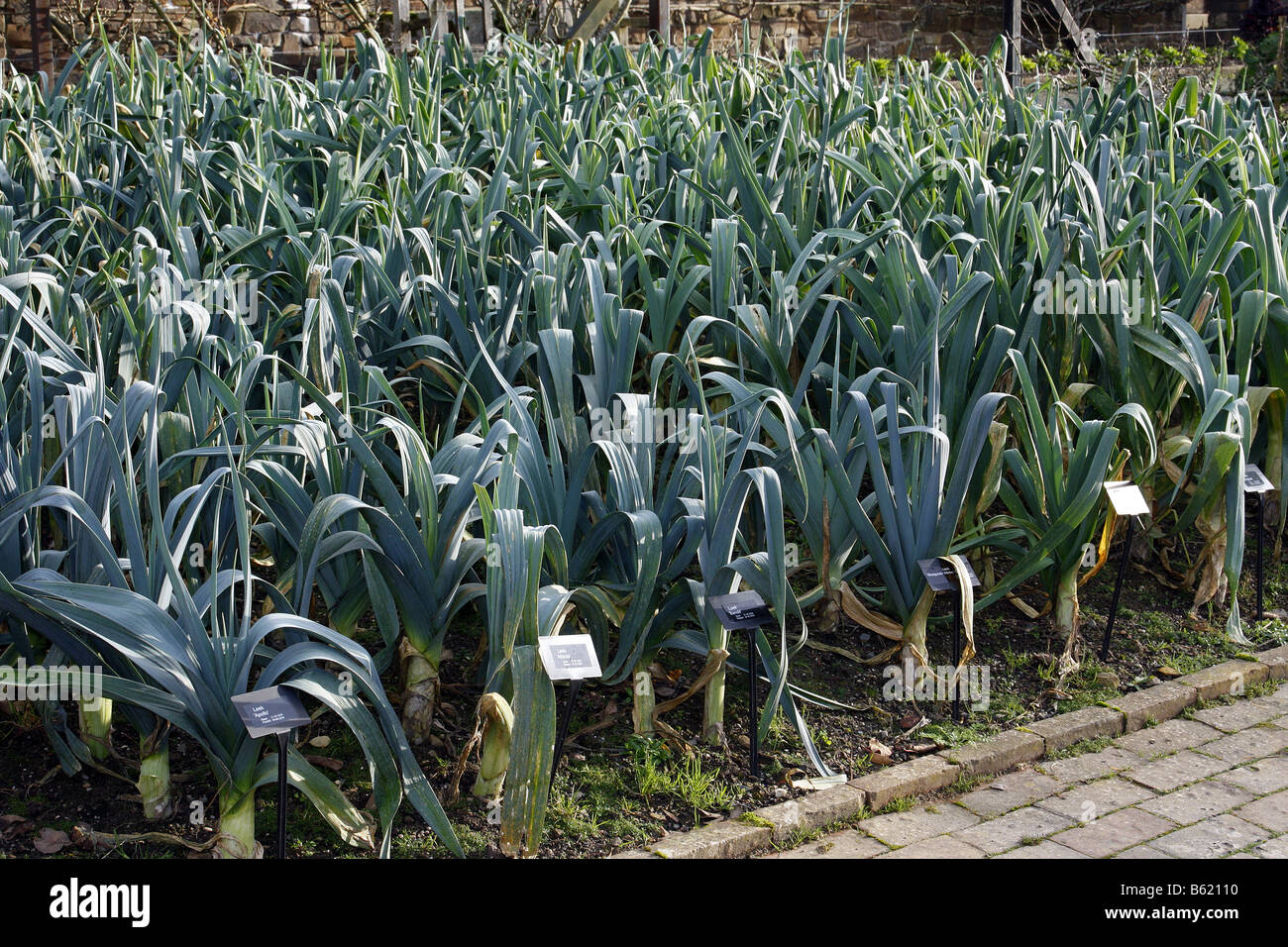 COMPARITIVE LEEK BED AT RHS ROSEMOOR GARDEN DEVON PHOTOGRAPHED WITH RHS PERMIT Stock Photo