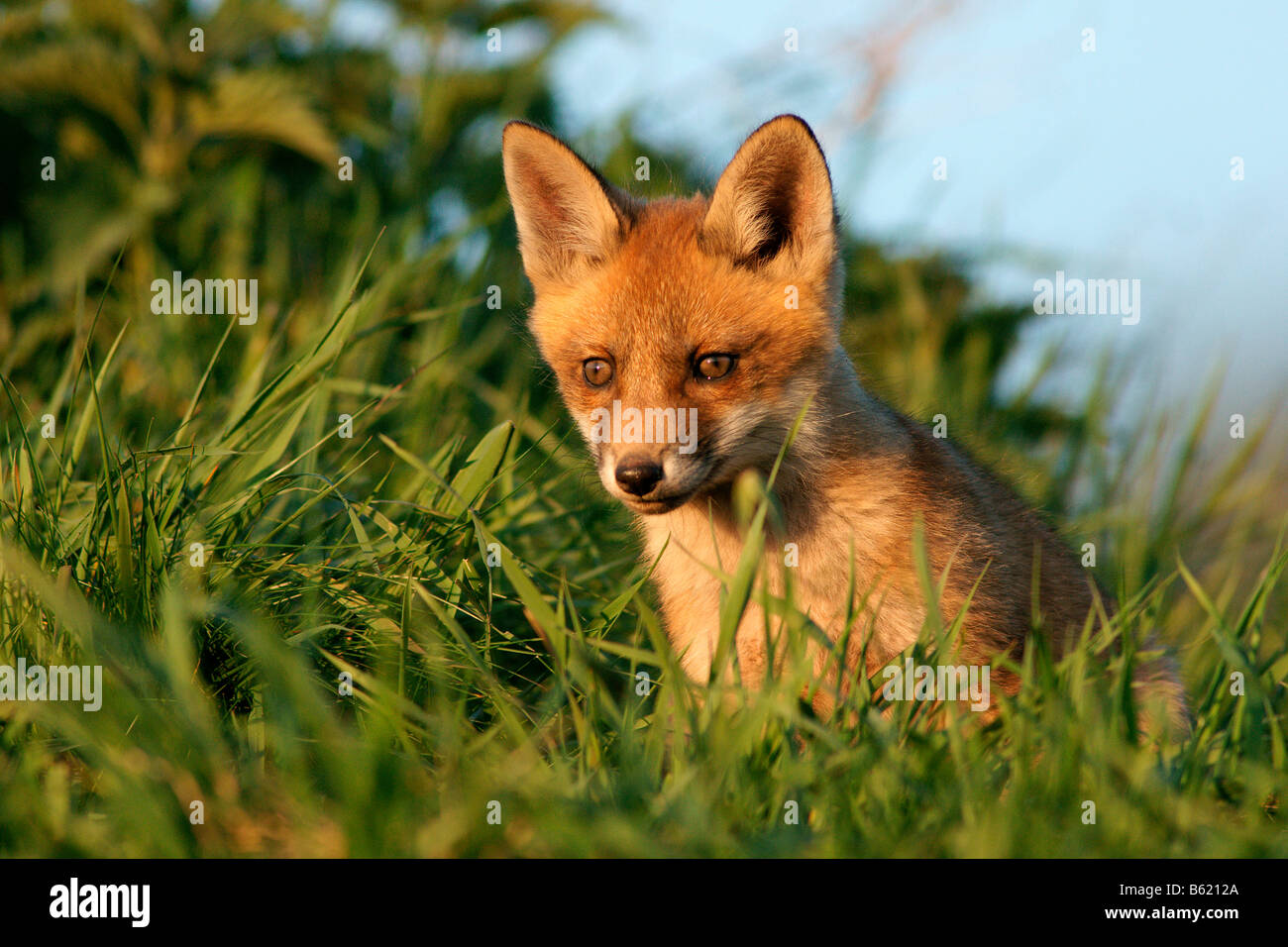 Red Fox (Vulpes vulpes) Stock Photo
