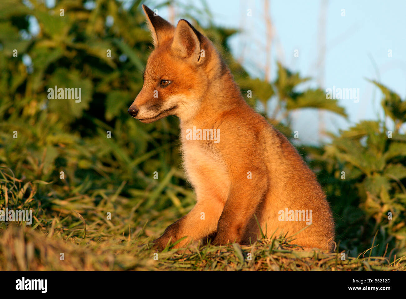 Red Fox (Vulpes vulpes) Stock Photo