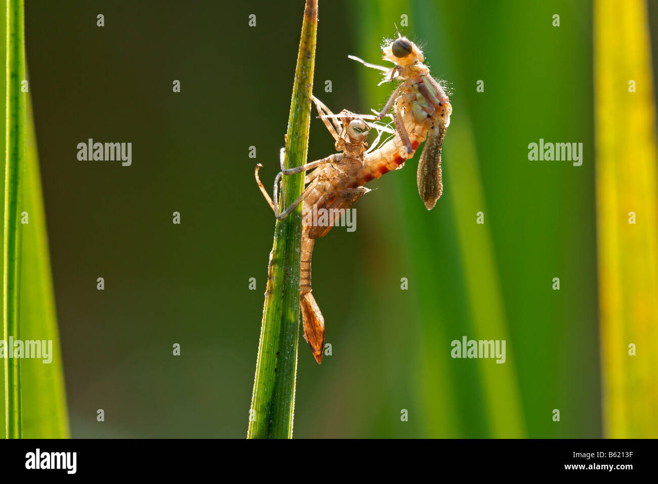 Large Red Damselfly (Pyrrhosoma nymphula), hatching Stock Photo