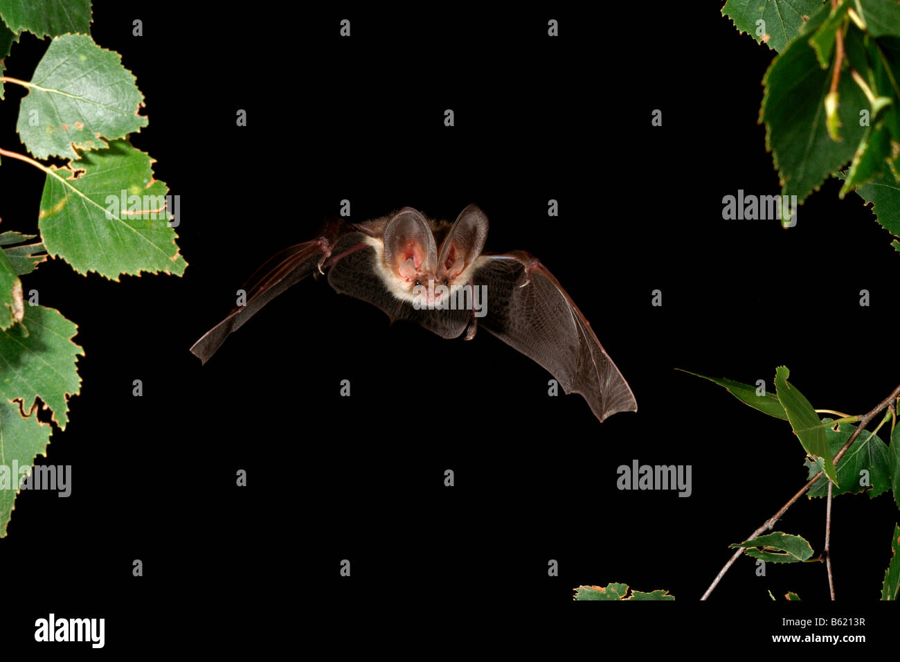 Brown Long-eared Bat or Common Long-eared Bat (Plecotus auritus) Stock Photo