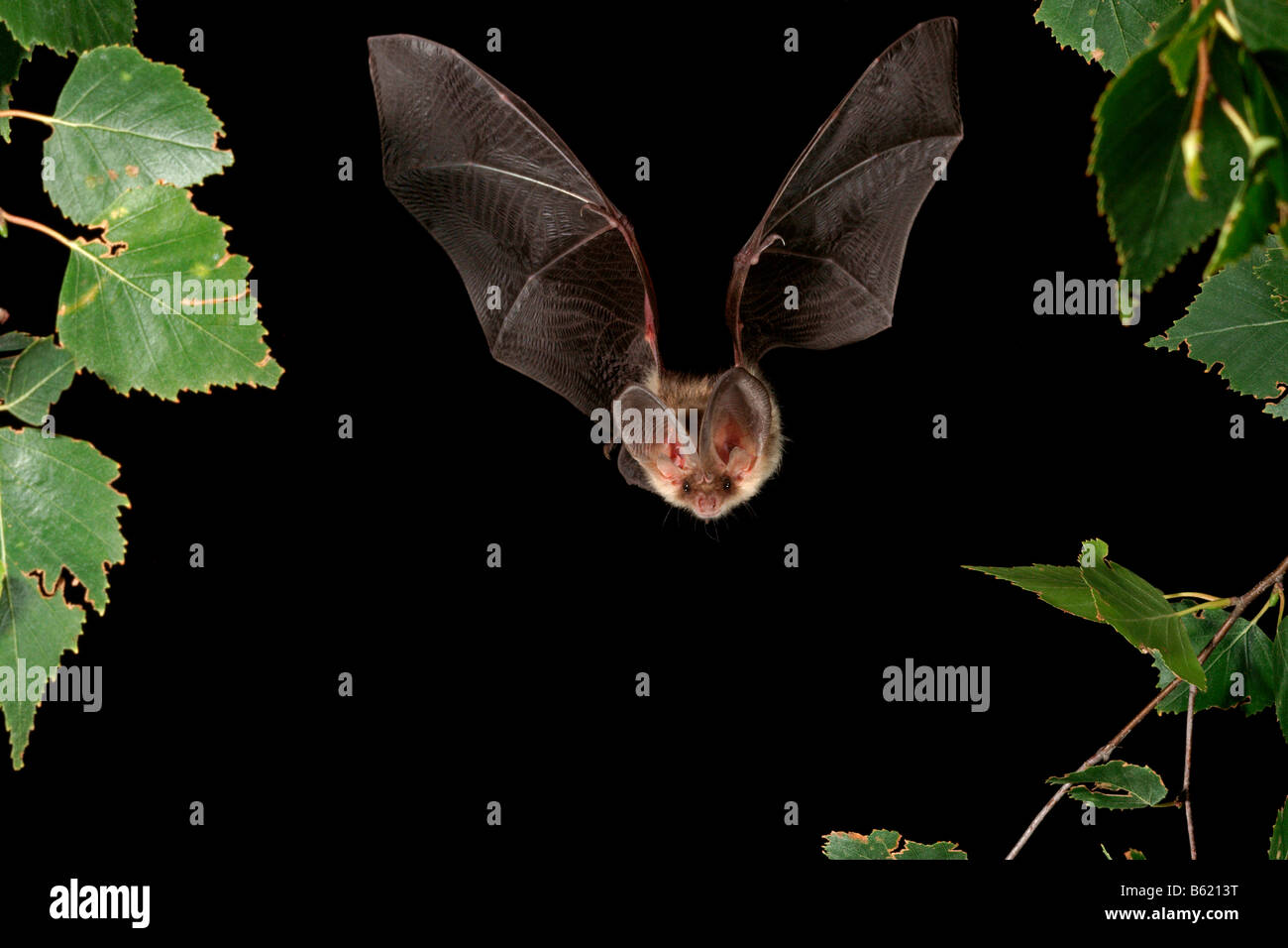Brown Long-eared Bat or Common Long-eared Bat (Plecotus auritus) Stock Photo