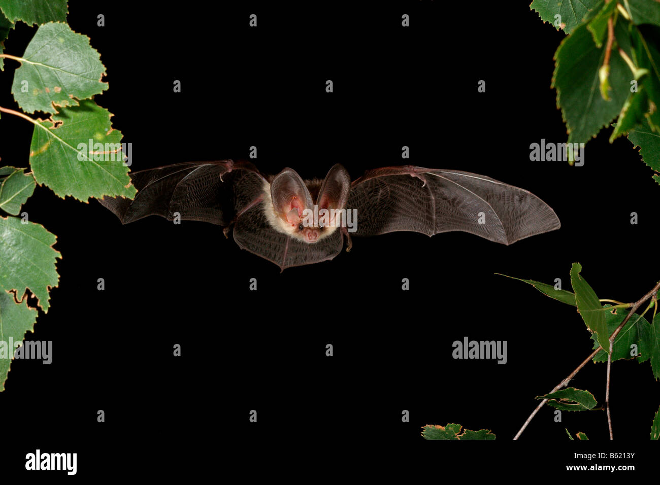 Brown Long-eared Bat or Common Long-eared Bat (Plecotus auritus) Stock Photo