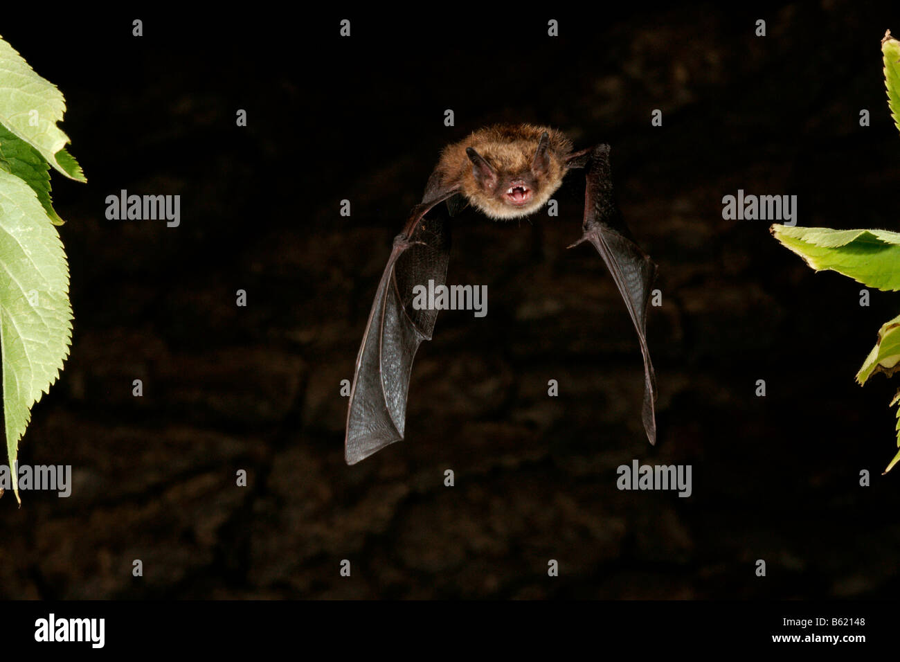Whiskered Bat (Myotis mystacinus) Stock Photo