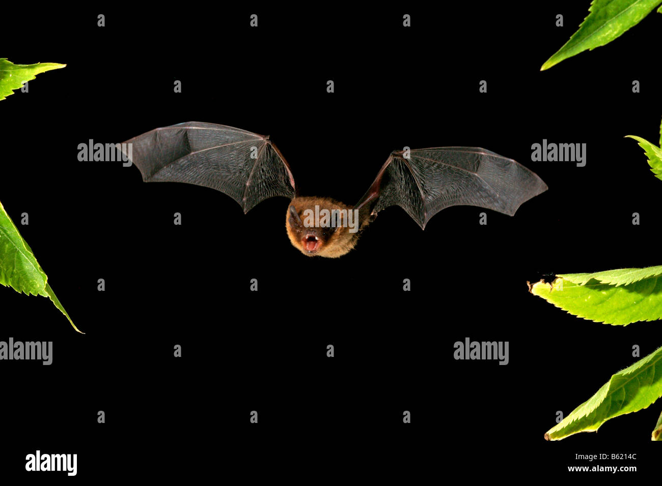 Soprano Pipistrelle (Pipistrellus pygmaeus) Stock Photo