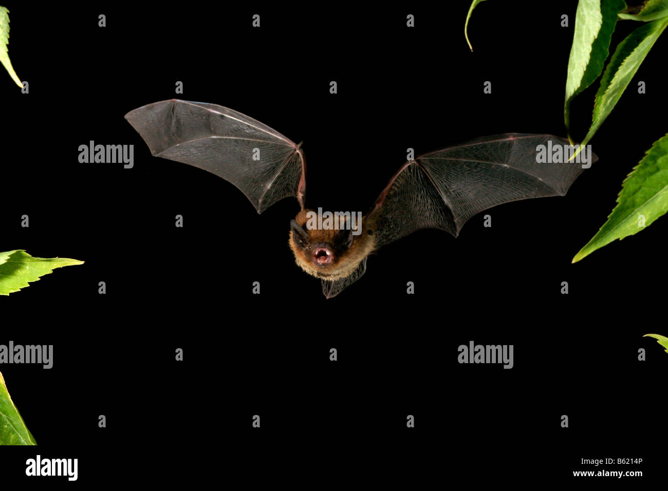 Nathusius' Pipistrelle (Pipistrellus nathusii) Stock Photo