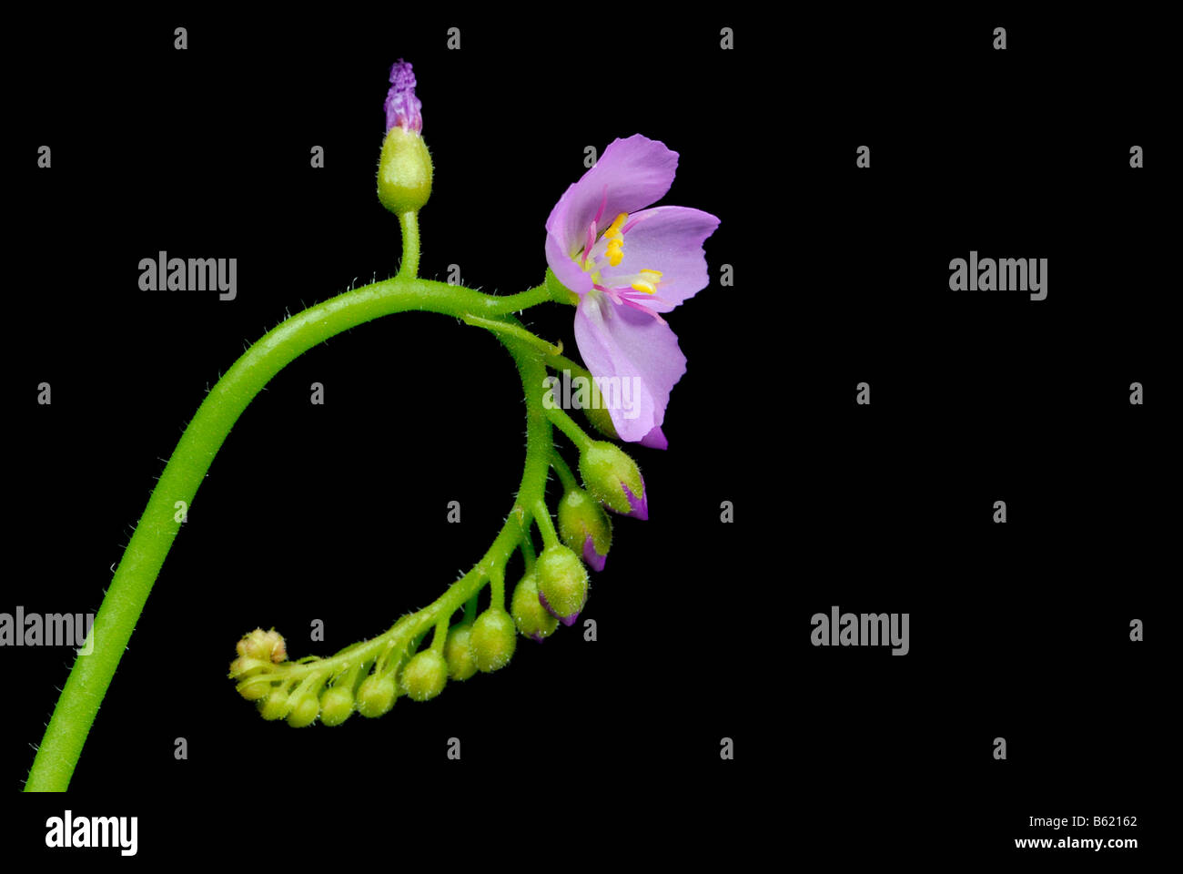 Sundew blossom (Drosera capensis) Stock Photo