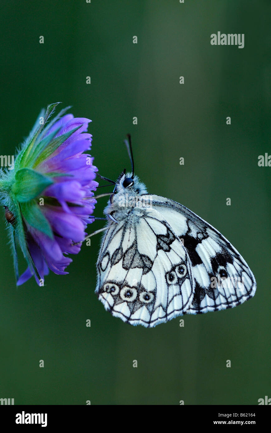 Marbled White Butterfly (Melanargia galathea) resting on a flower Stock Photo
