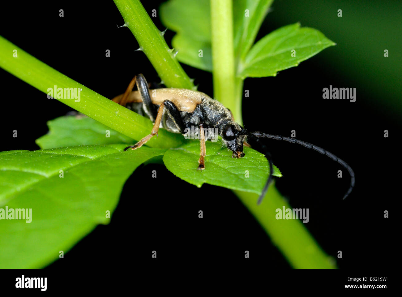Longhorn Beetle (Cerambycidae) on a pedicle Stock Photo