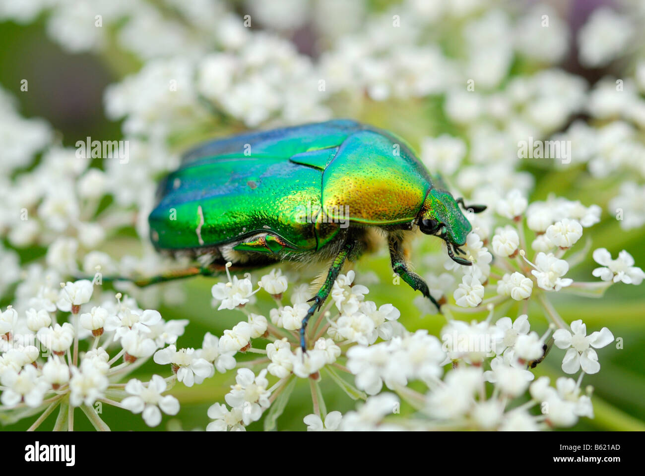 Rose Chafer (Cetonia aurata) on chervil Stock Photo