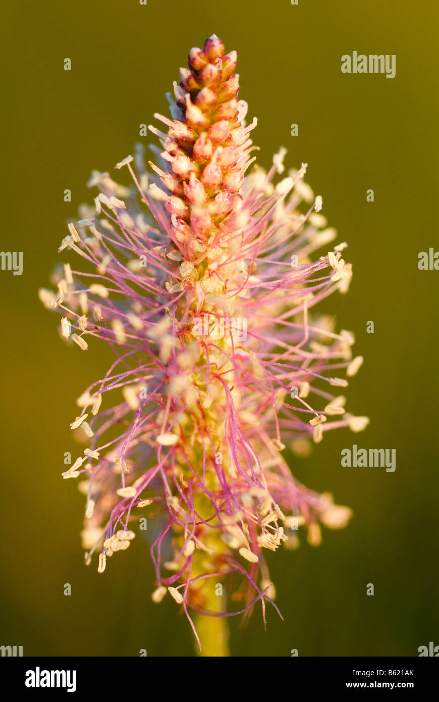 Spike of Ribwort Plantain (Plantago lanceolata) Stock Photo