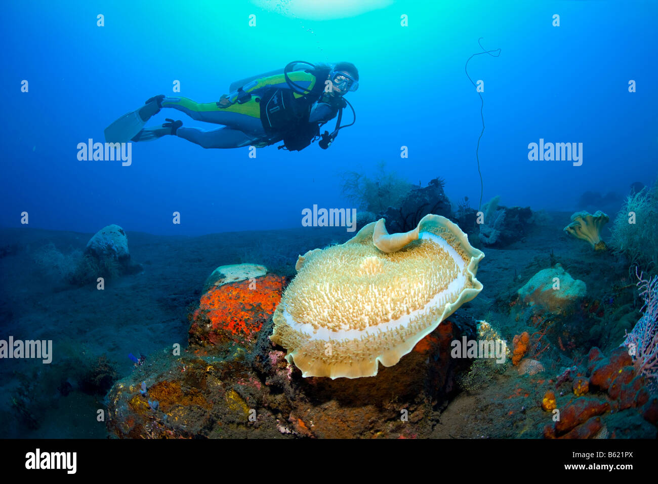Scuba diver swimming behind a Giant Cup Mushroom Coral or Giant Coral Anemone (Amplexidiscus fenestrafer) attached to black vol Stock Photo