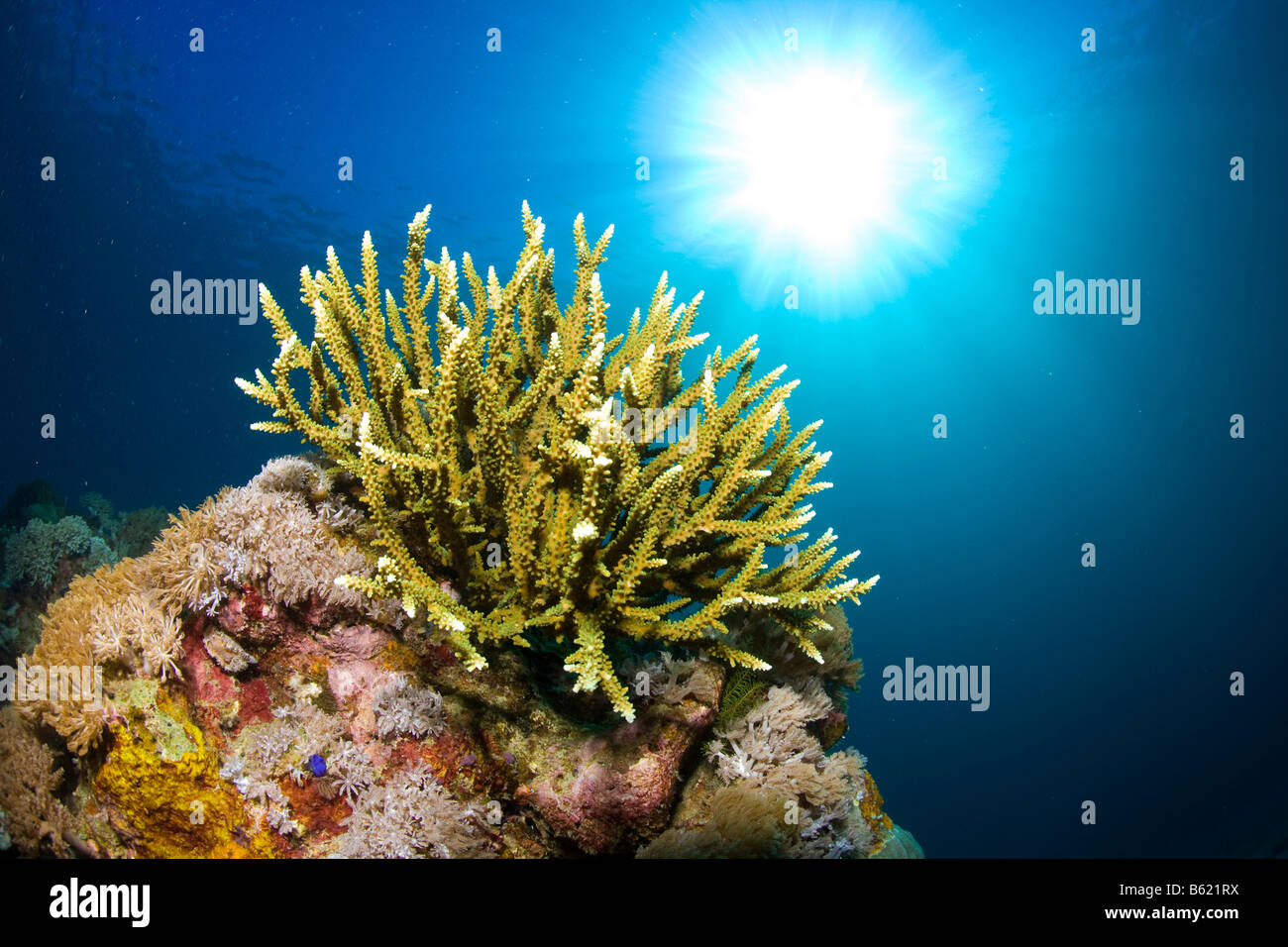 Branching Staghorn (Acropora sp) in a coral reef, Indonesia, Southeast Asia Stock Photo