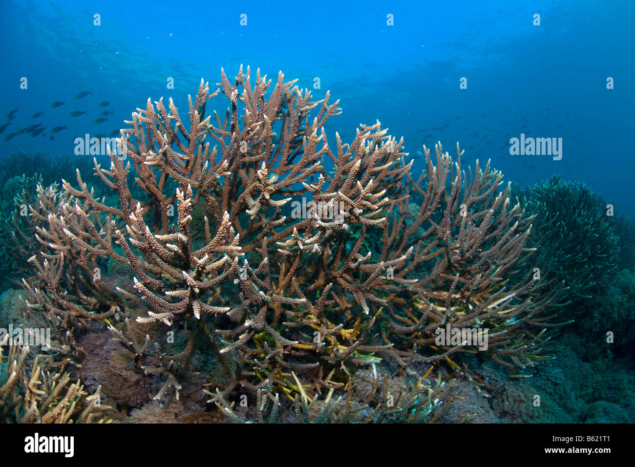Branching Staghorn (Acropora sp) in a coral reef, Indonesia, Southeast Asia Stock Photo