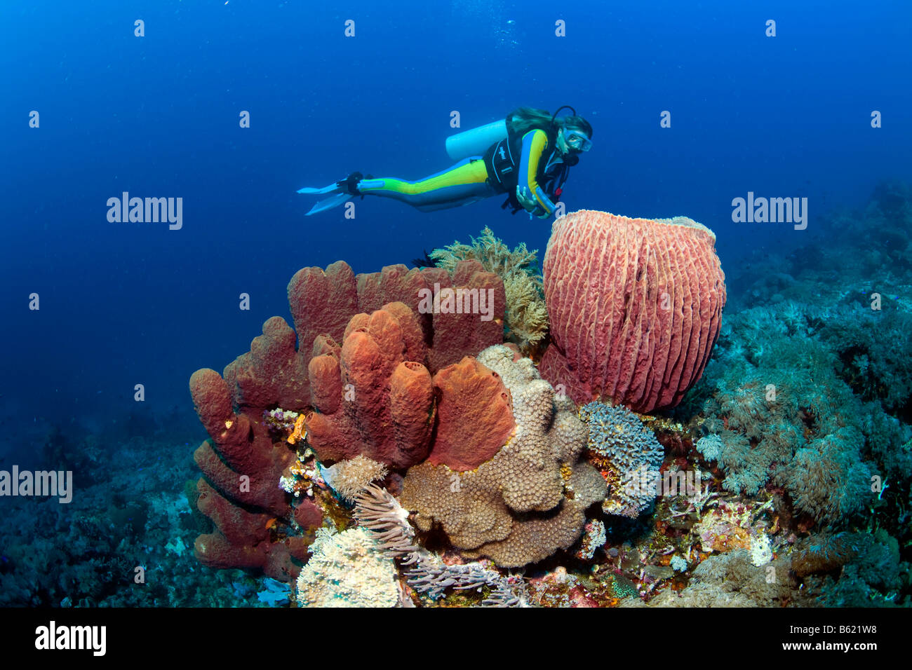 Sponge reef tank hires stock photography and images Alamy