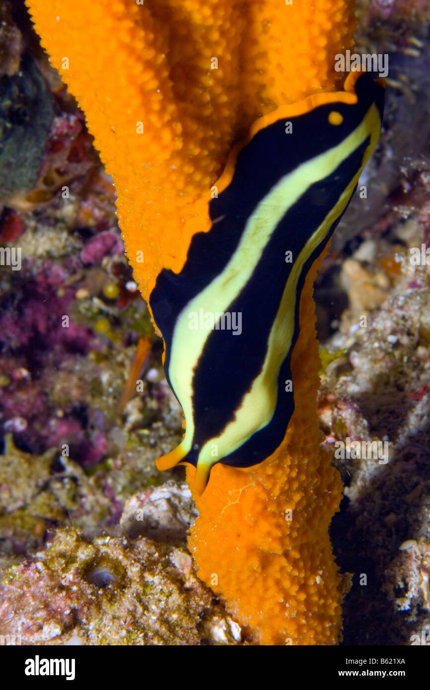 Flatworm ( Pseudoceros dimidiatus), Indonesia, South East Asia Stock Photo