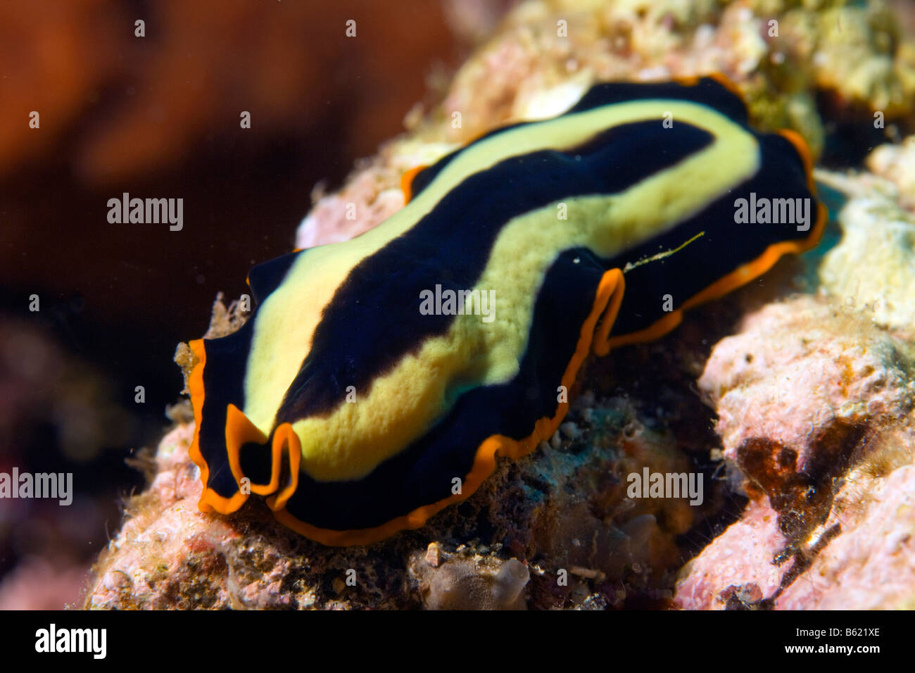 Flatworm ( Pseudoceros dimidiatus), Indonesia, South East Asia Stock Photo