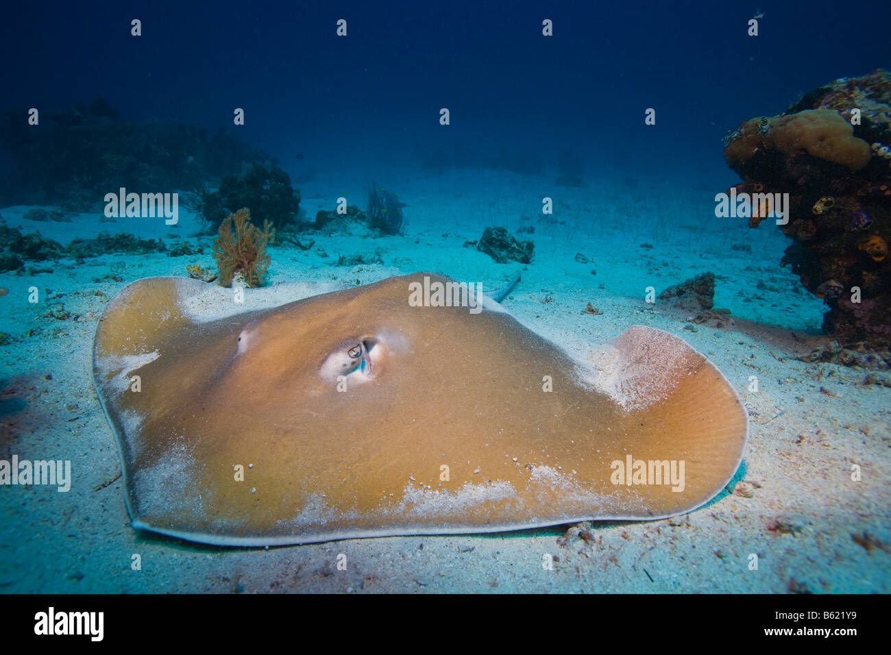 Pointed-nose Stingray (Himantura jenkinsii), also known as a Jenkins Stingray or Roughback Stingray, Indonesia, South East Asia Stock Photo