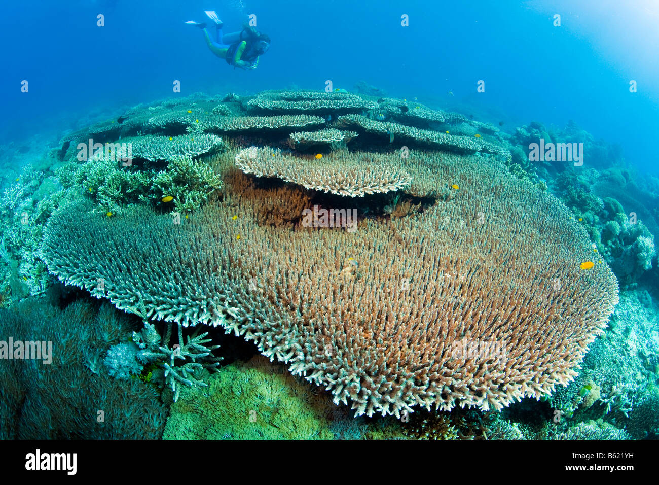 Diver swimming in a coral reef above Acropora hyacinthus (Acropora hyacinthus), coral, Indonesia, South East Asia Stock Photo