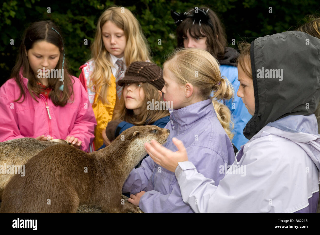 meeting an otter water vole day relubbus cornwall Stock Photo