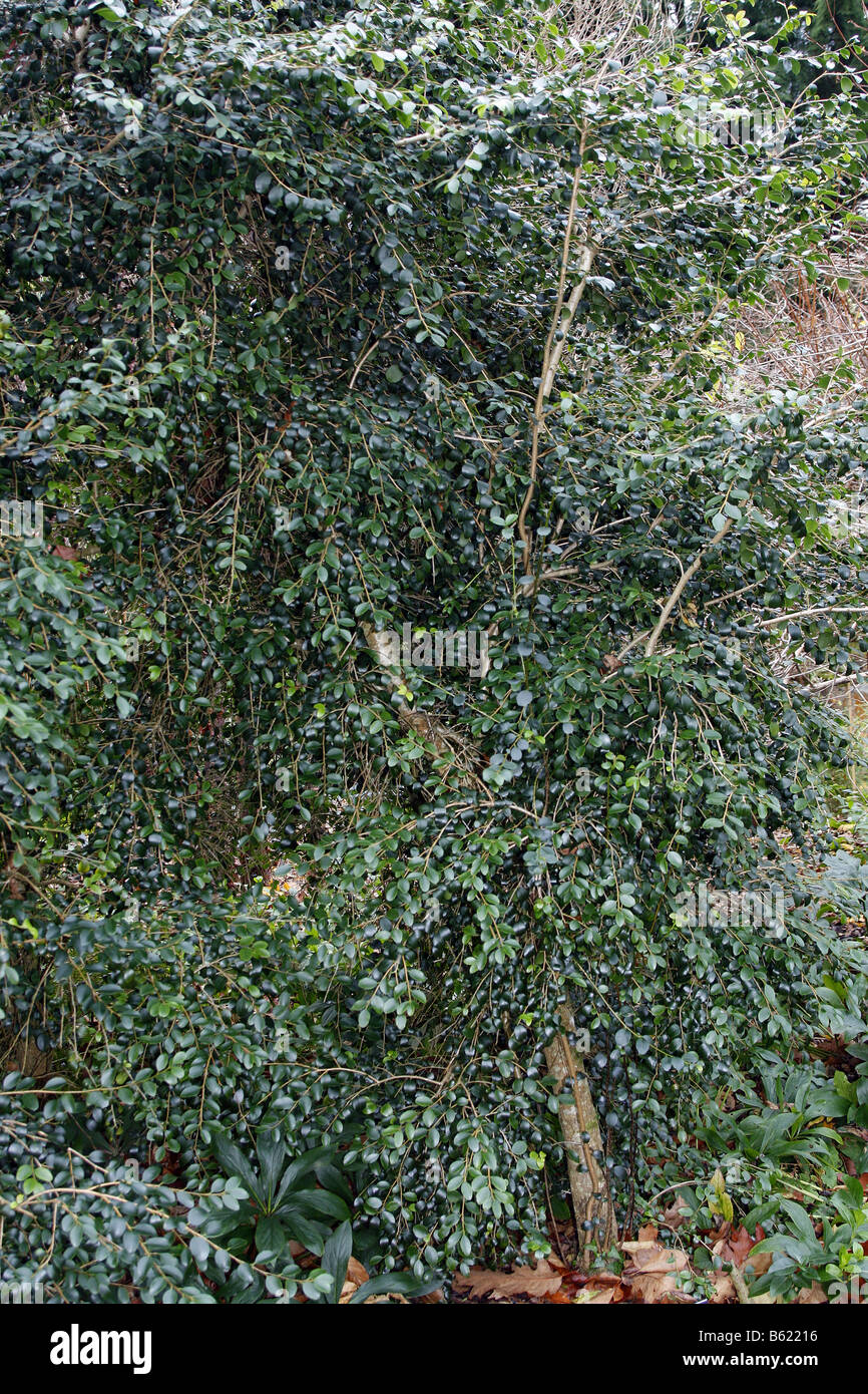 ILEX YUNNANENSIS AT RHS ROSEMOOR GARDEN DEVON PHOTOGRAPHED WITH RHS PERMIT Stock Photo
