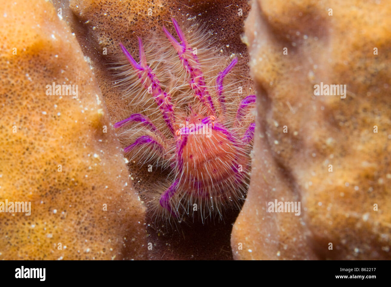 Hairy Squat Lobster or Pink Squat Lobster (Lauriea siagiani), only lives on barrel sponges (Xestospongia), Indonesia, South Eas Stock Photo