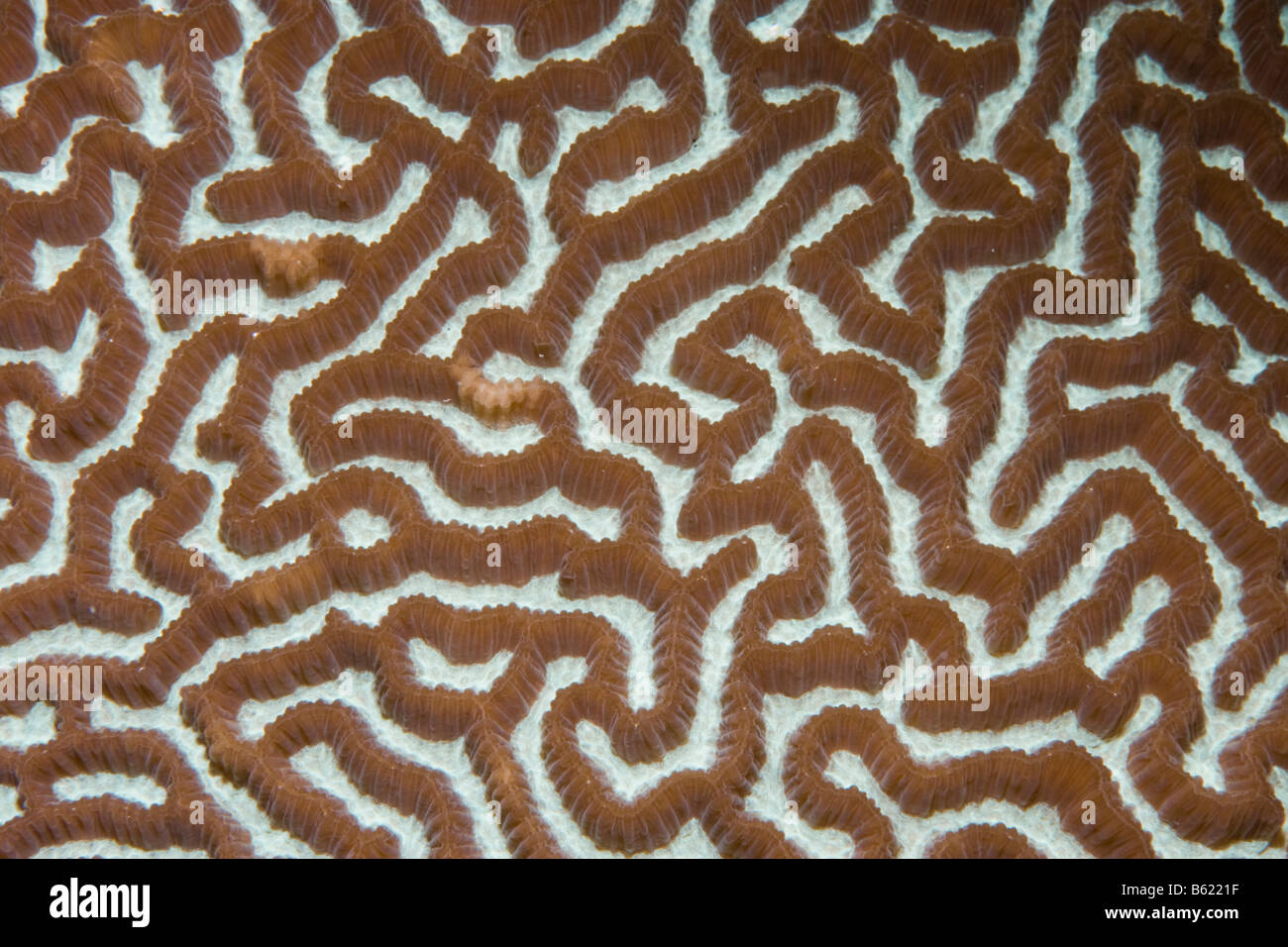 Brain Coral (Platygyra daedalea), Maldives, South Asia Stock Photo