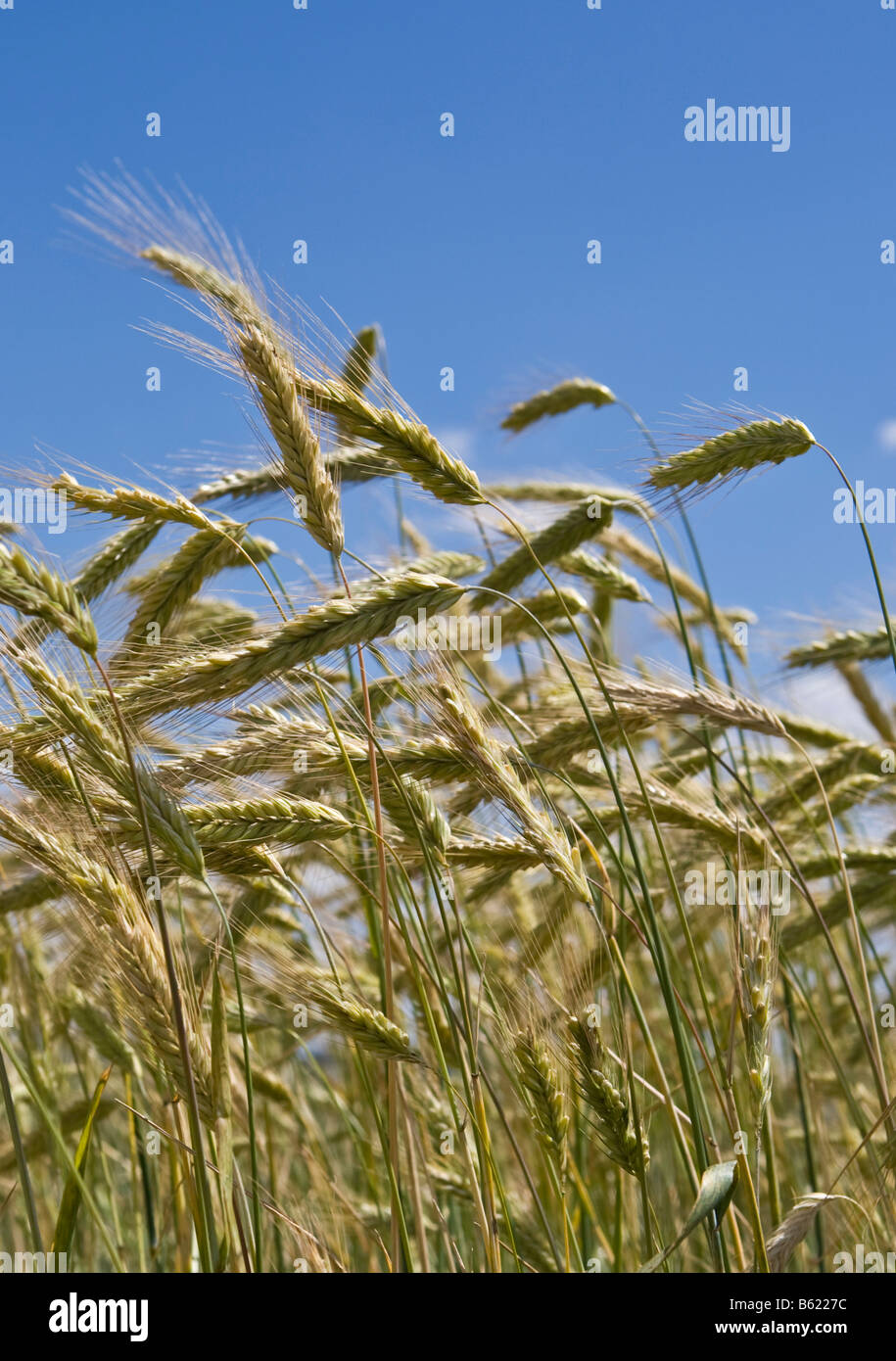 Ripe Barley (Hordeum vulgare) Stock Photo