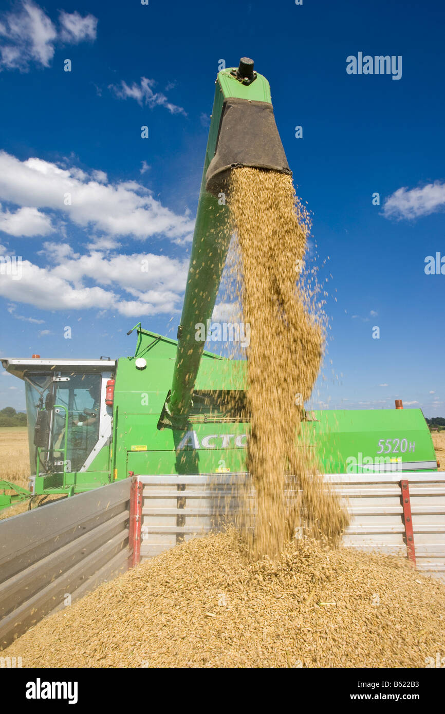 Harvested Field Barley Hordeum Vulgare High Resolution Stock