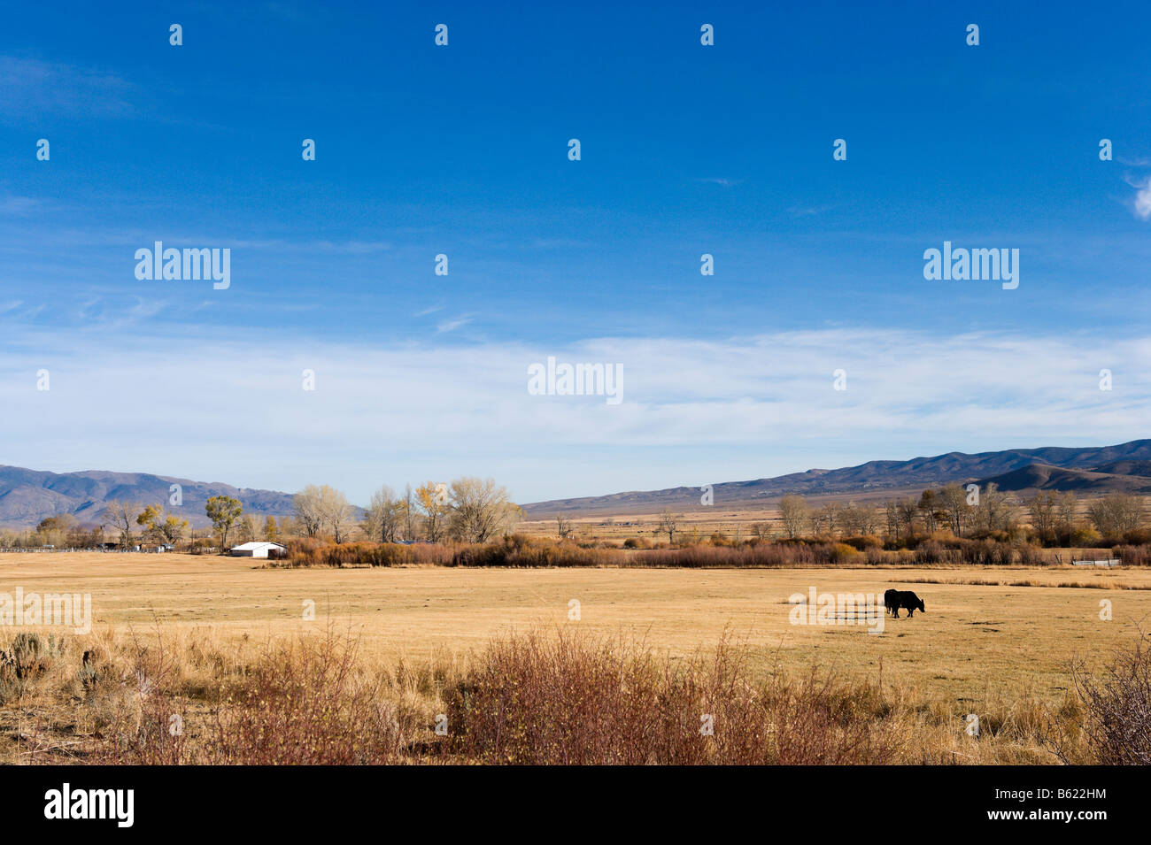 Cattle farm in the Fall, High Sierra on US 395 just south of Nevada, California Stock Photo