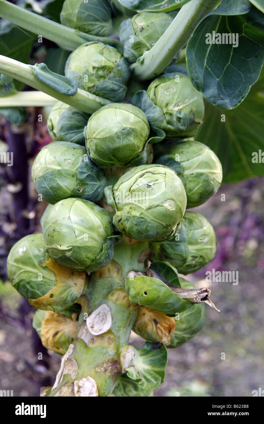 BRUSSELS SPROUT BRILLIANT Stock Photo