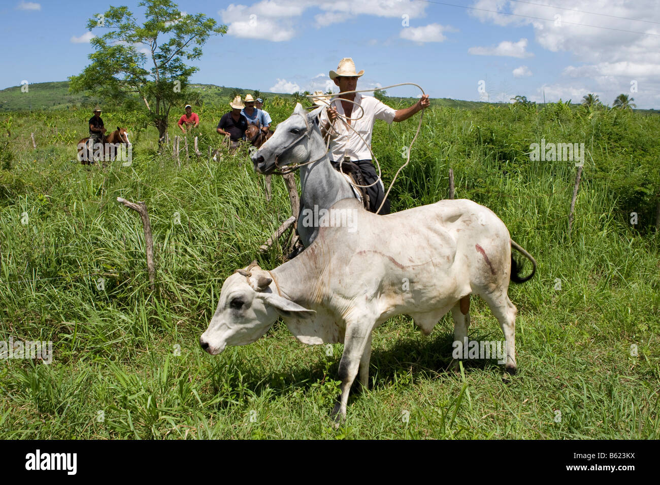 Cuban horse riders catching an escaped ox with a lasso in a plantation, Cuba, Latin America Stock Photo