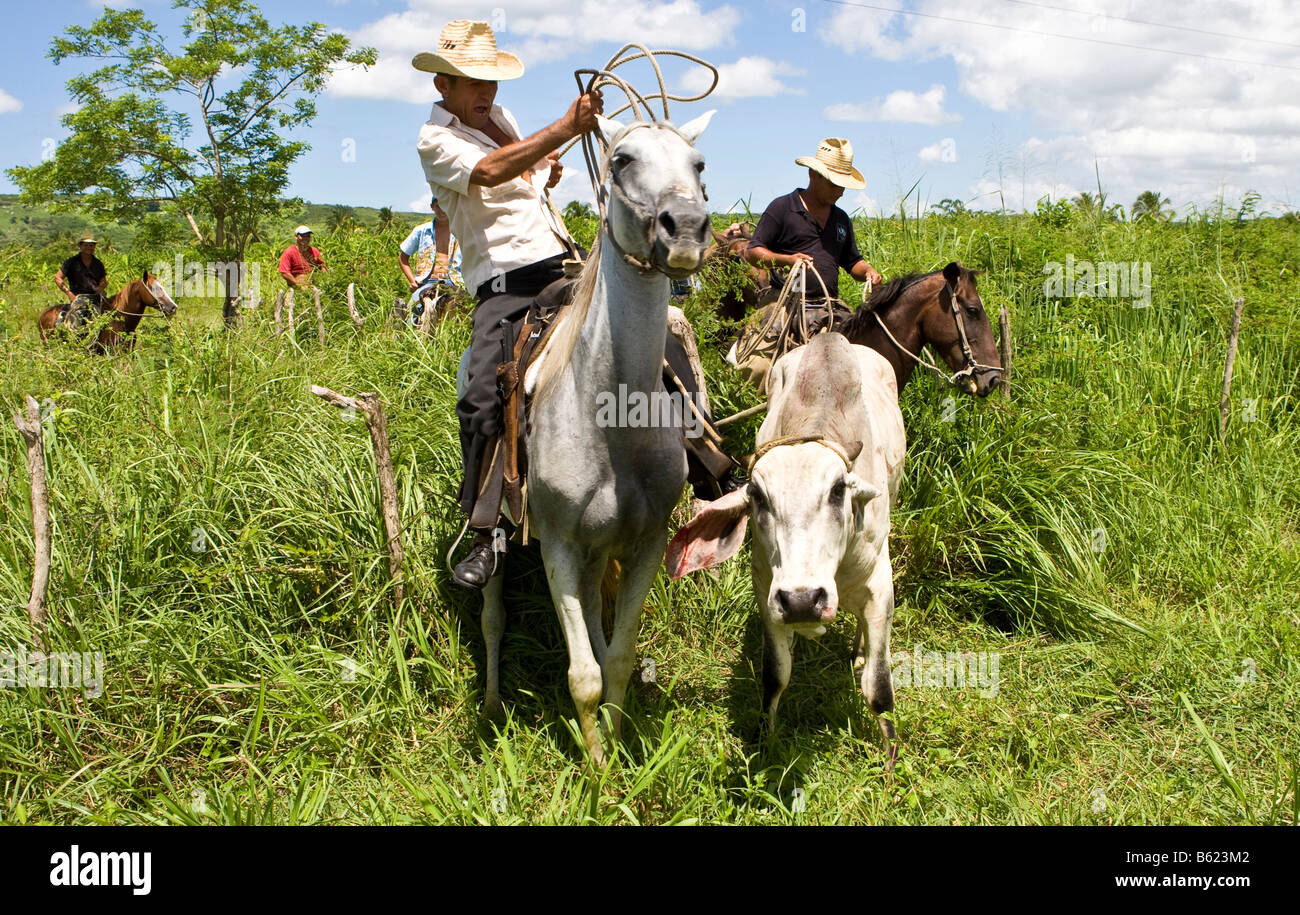 Cuban horse riders catching an escaped ox with a lasso in a plantation, Cuba, Latin America Stock Photo