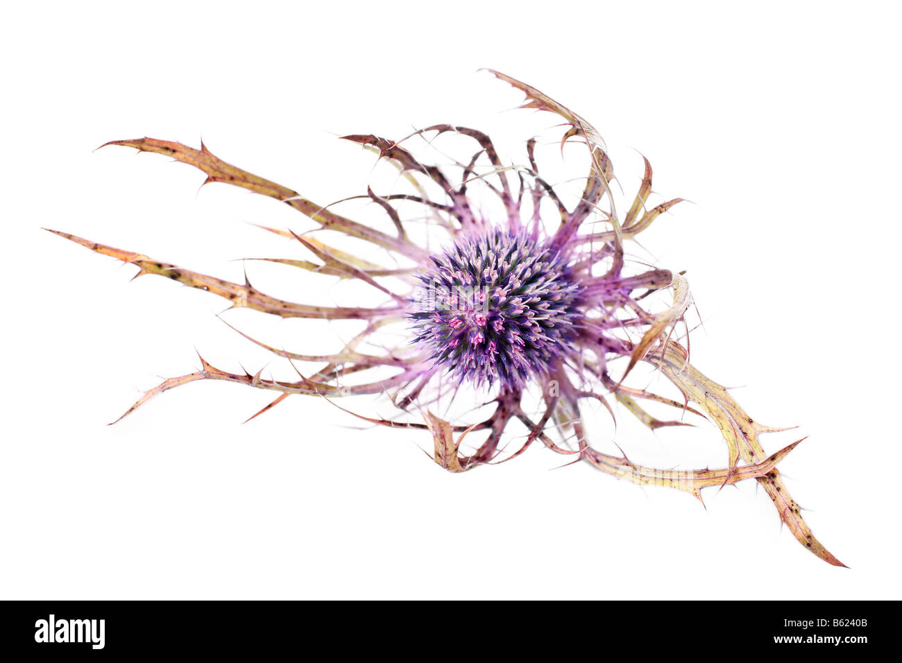 isolated eryngium flower resembles a thistle head Stock Photo