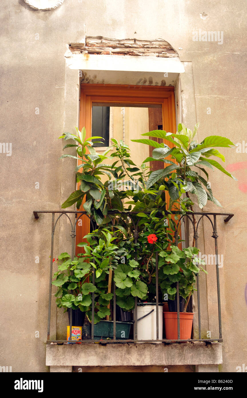 Facade, plants on the balcony, Venice, Italy, Europe Stock Photo