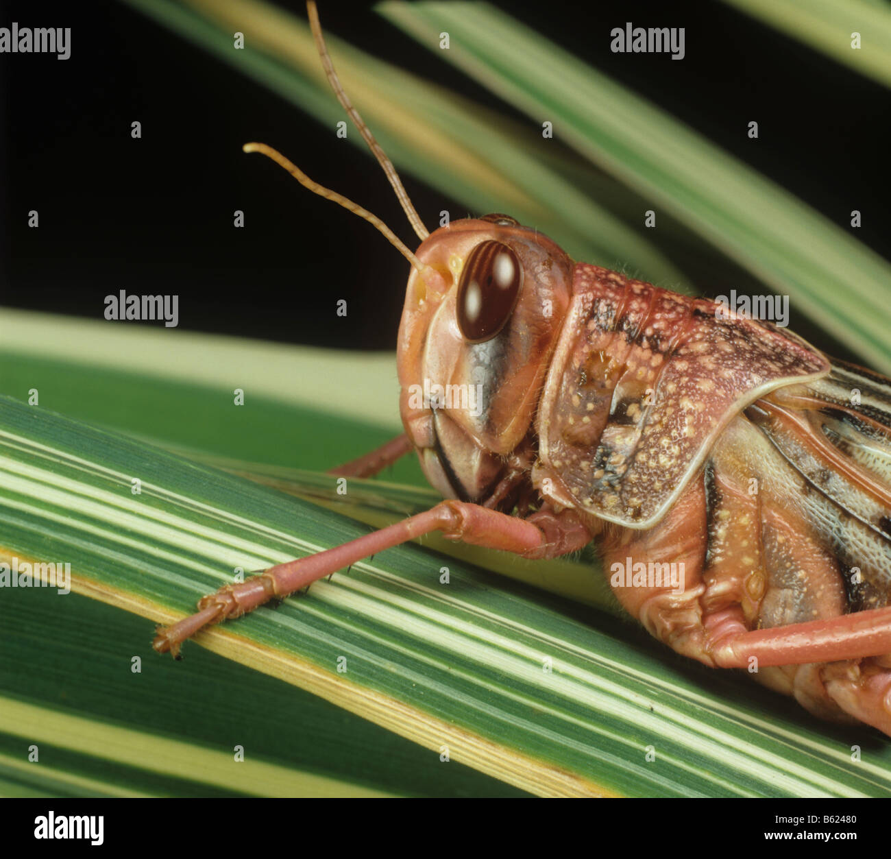 Desert Locust head and thorax Schistocerca gregaria adult on variegated leaves Stock Photo
