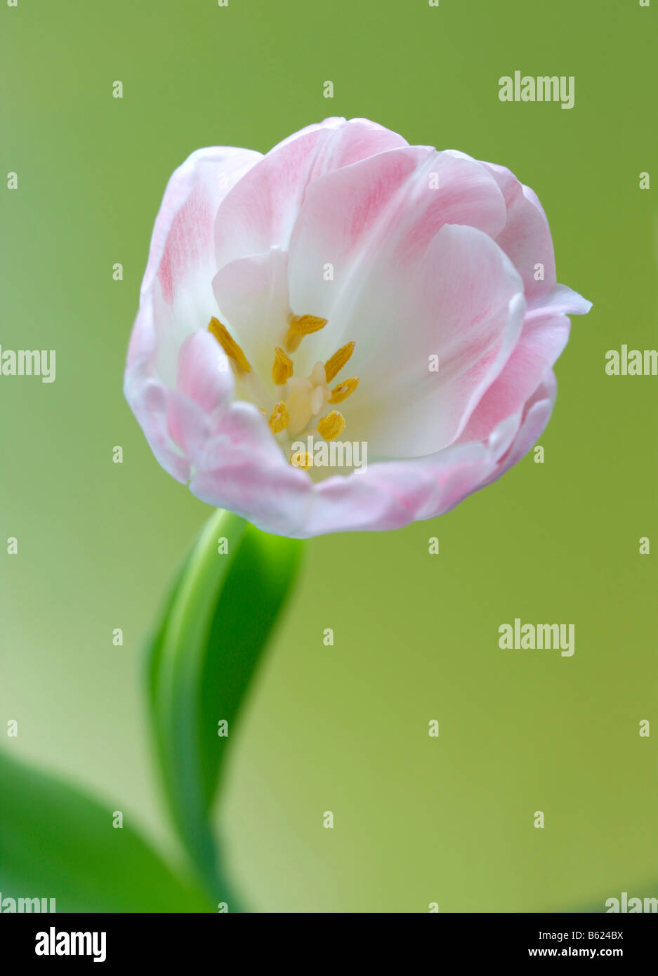 Tulip (Tulipa), pink flower Stock Photo