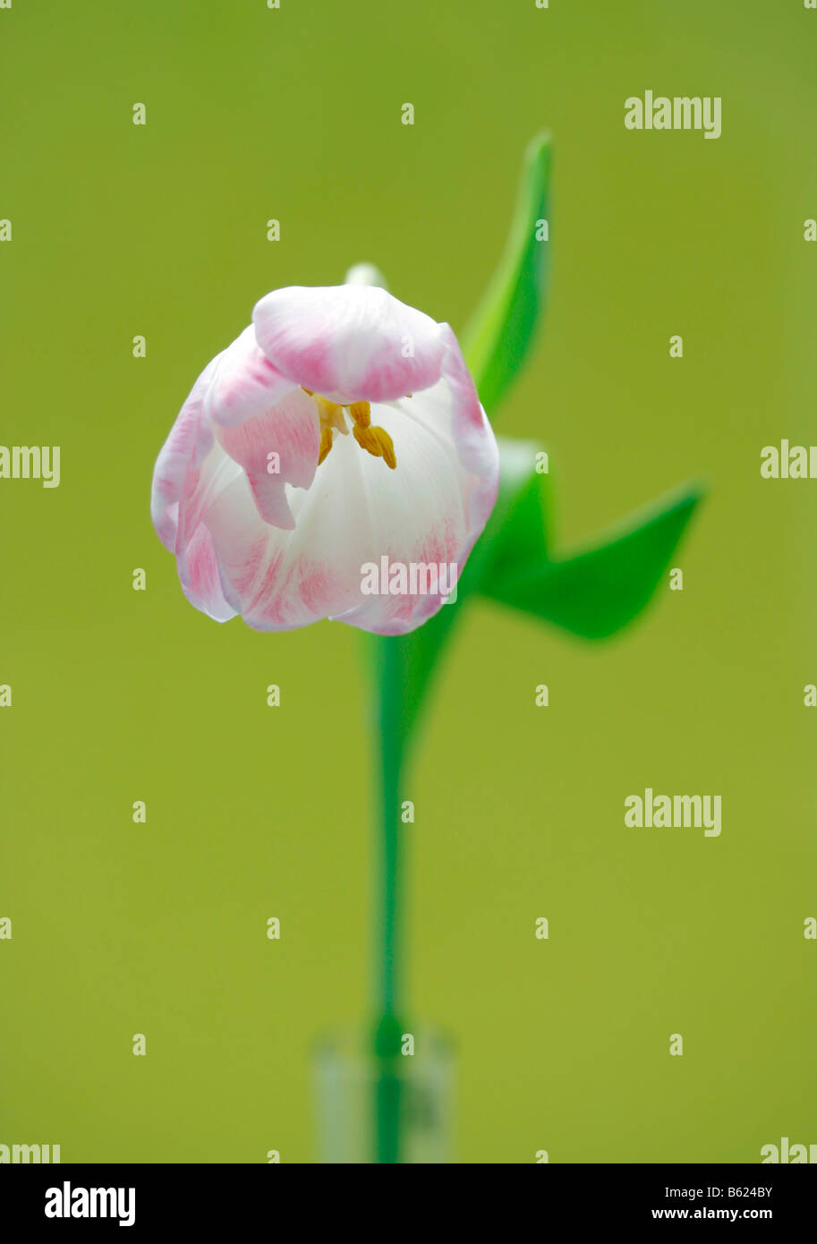 Tulip (Tulipa), pink flower Stock Photo