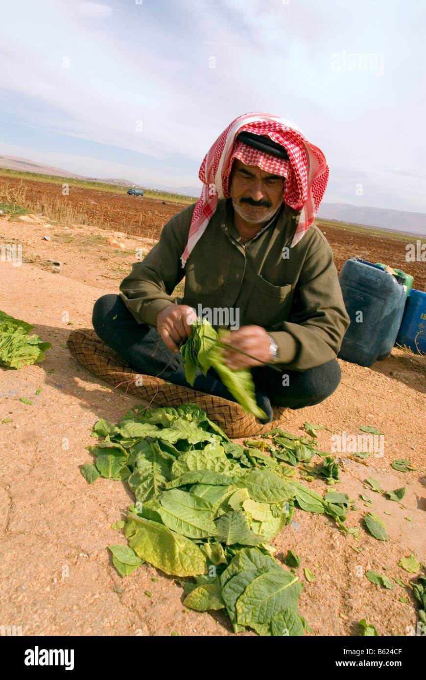 prepare the nomad leaves for green tobacco in the sun and dry Stock Photo - Alamy
