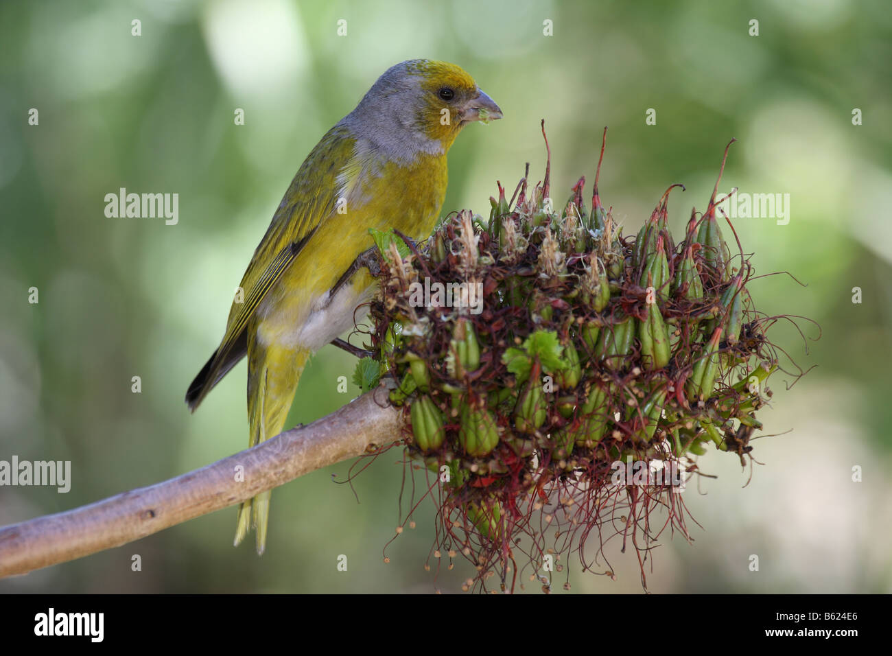 Cape canary eating seeds from a flower head Stock Photo