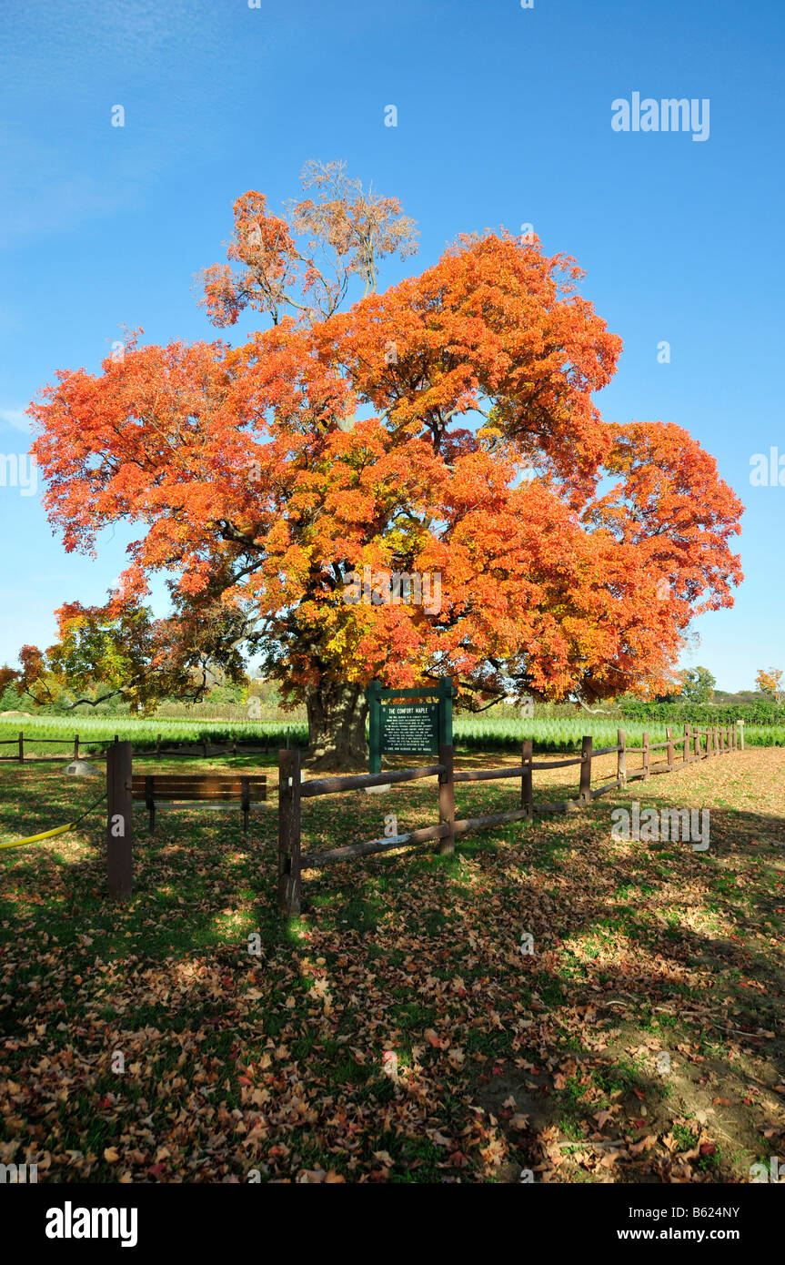 Comfort sugar maple tree hires stock photography and images Alamy