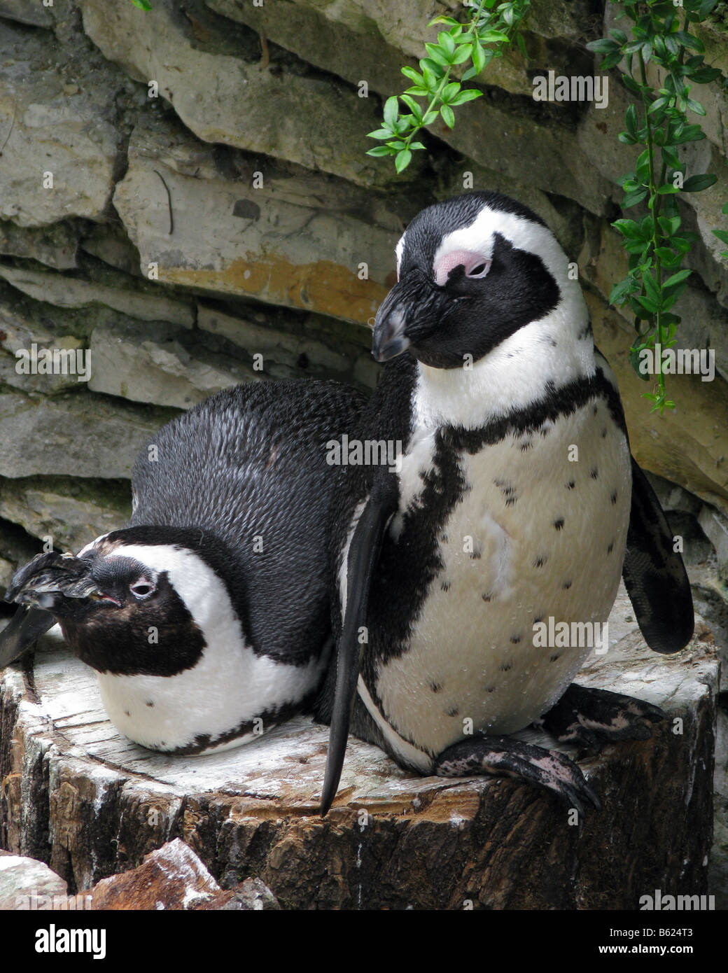Two African Penguin (also called black footed penguin or Spheniscus Demersus) on display at a zoo in Europe. Stock Photo