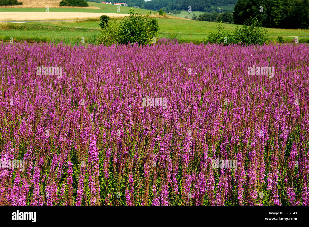 Purple-loosestrife (Lythrum salicaria) growing in a carp pond, Grossbellhofen, Middle Franconia, Bavaria, Germany, Europe Stock Photo