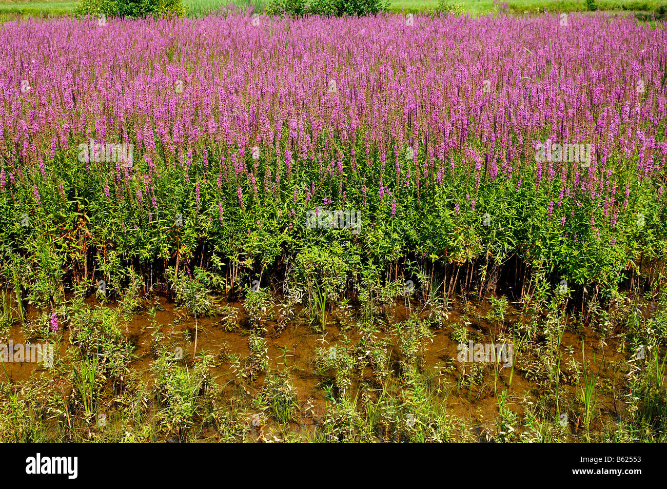 Purple-loosestrife (Lythrum salicaria) growing in a carp pond, Grossbellhofen, Middle Franconia, Bavaria, Germany, Europe Stock Photo