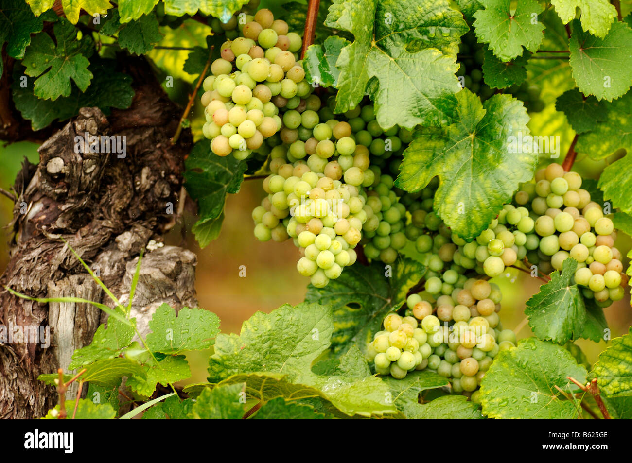 White grapes on a vine, Ribeauvilleé, Alsace, France, Europe Stock Photo