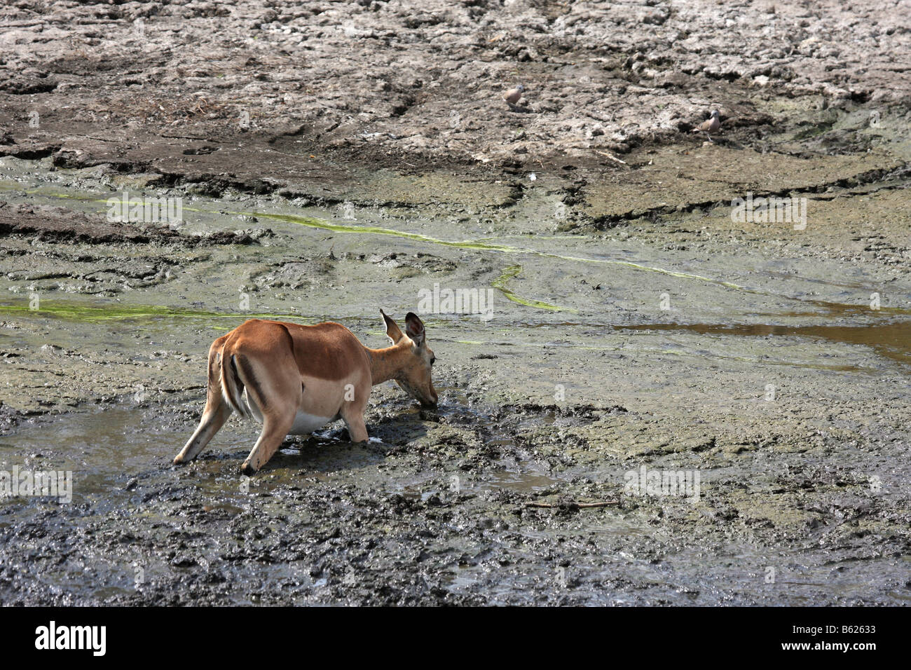 impala drinking from a muddy water hole Stock Photo