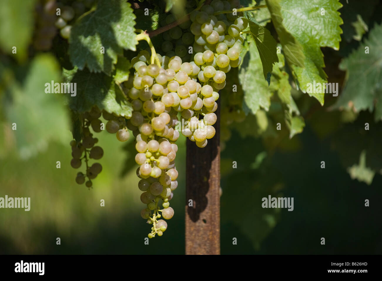 Ontario grapes hires stock photography and images Alamy