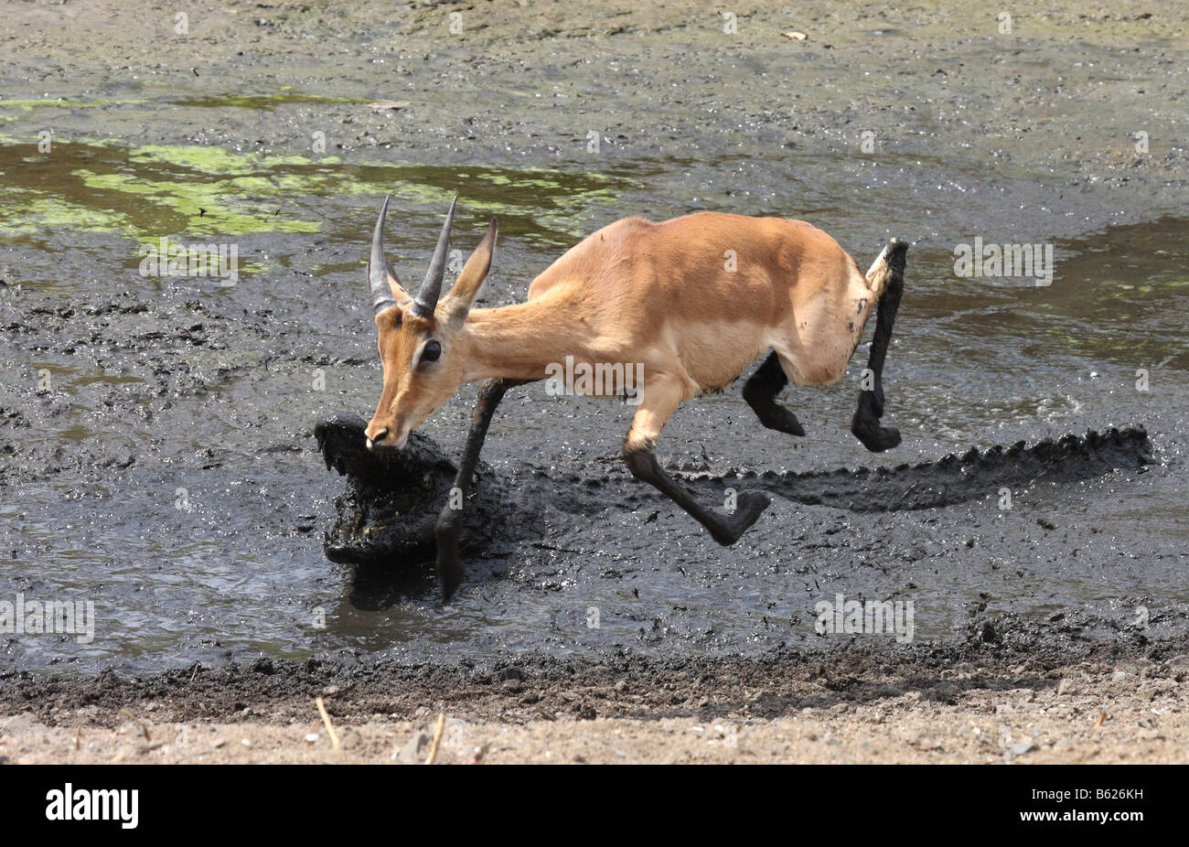 impala escaping from a nile crocodile attack Stock Photo